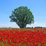 Hébergement de vacances Inselidylle Kunterbunt *